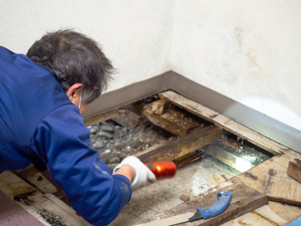 Best Toxic Mold Removal  in Des Plaines, IL