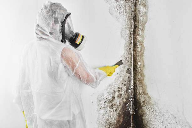 Best Attic Mold Removal  in Des Plaines, IL
