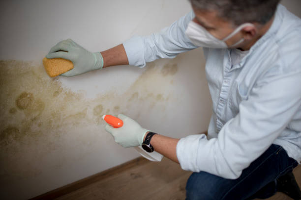 Certified Mold Removal in Des Plaines, IL