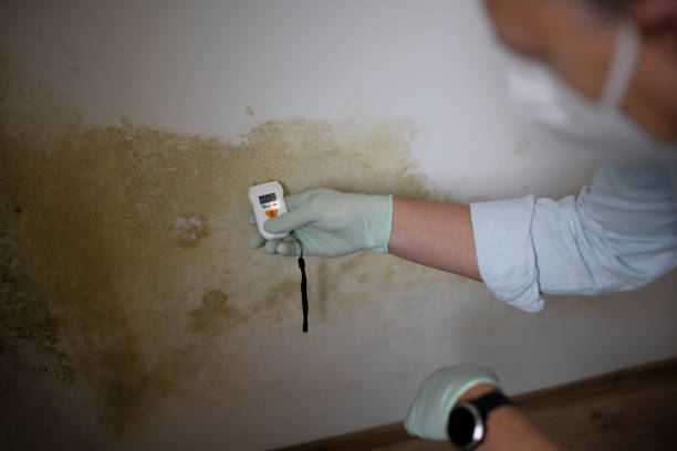 Best Crawl Space Mold Removal  in Des Plaines, IL