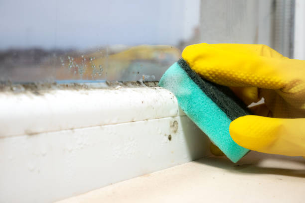 Best Attic Mold Removal  in Des Plaines, IL