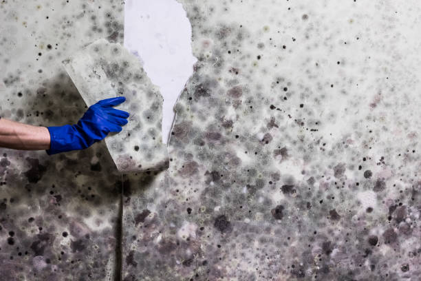 Best Residential Mold Removal  in Des Plaines, IL