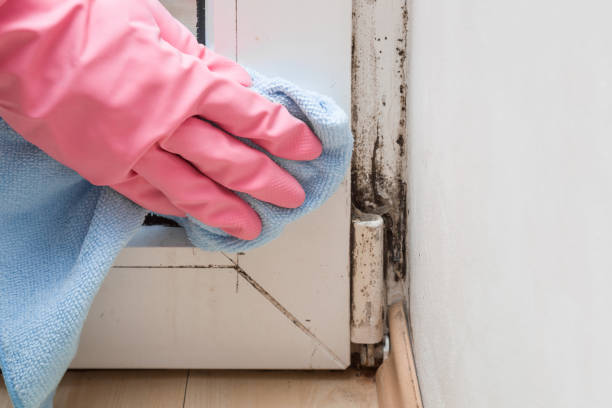 Best Home Mold Removal  in Des Plaines, IL