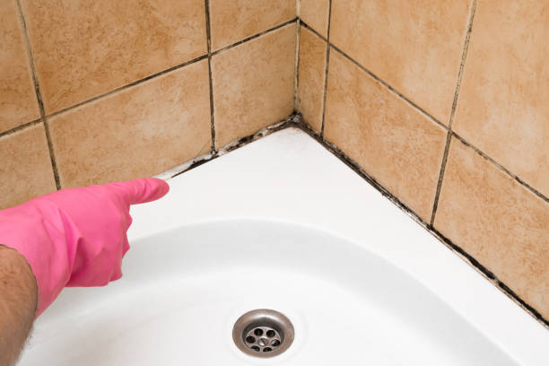 Best Professional Mold Removal  in Des Plaines, IL