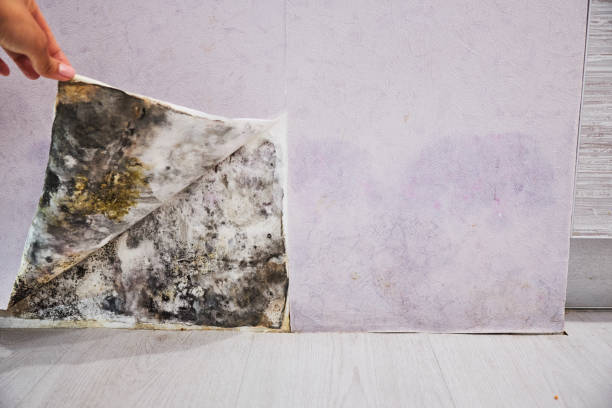 Best Black Mold Removal  in Des Plaines, IL